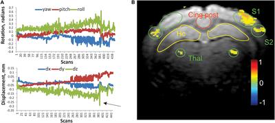 Behavior and Regional Cortical BOLD Signal Fluctuations Are Altered in Adult Rabbits After Neonatal Volatile Anesthetic Exposure